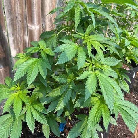 Pot Benetar growlog timeline photo
