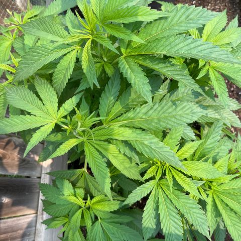 Pot Benetar growlog timeline photo