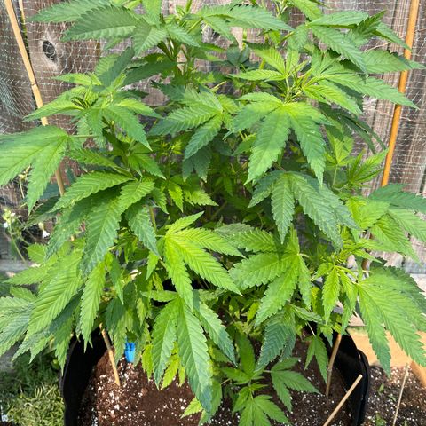 Blunter S Thompson growlog timeline photo