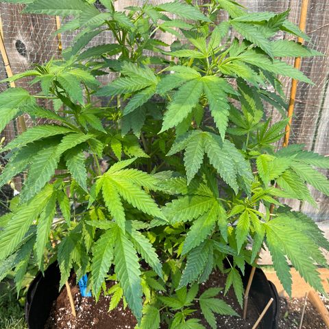 Blunter S Thompson growlog timeline photo