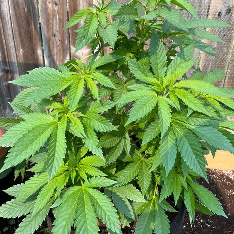 Pot Benetar growlog timeline photo