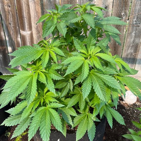 Pot Benetar growlog timeline photo