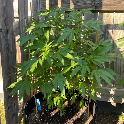 Blunter S Thompson growlog timeline photo
