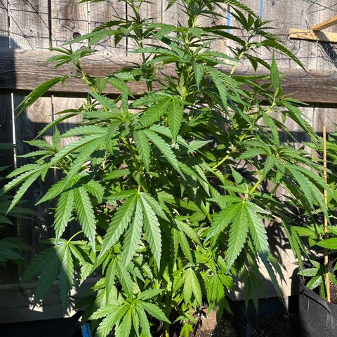 Reefer Sutherland growlog timeline photo