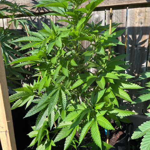 Potsy Cline growlog timeline photo
