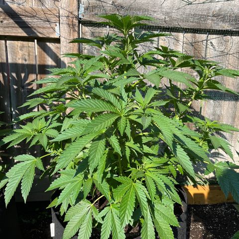 Pot Benetar growlog timeline photo