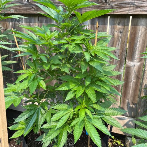 Potsy Cline growlog timeline photo