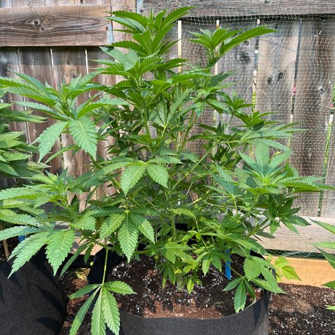 Pot Benetar growlog timeline photo