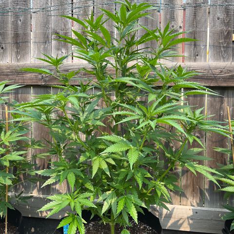 Reefer Sutherland growlog timeline photo