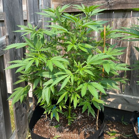 Blunter S Thompson growlog timeline photo