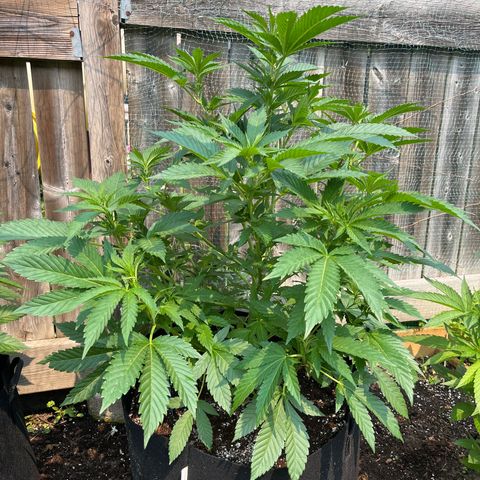 Pot Benetar growlog timeline photo