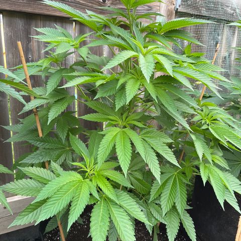 Potsy Cline growlog timeline photo