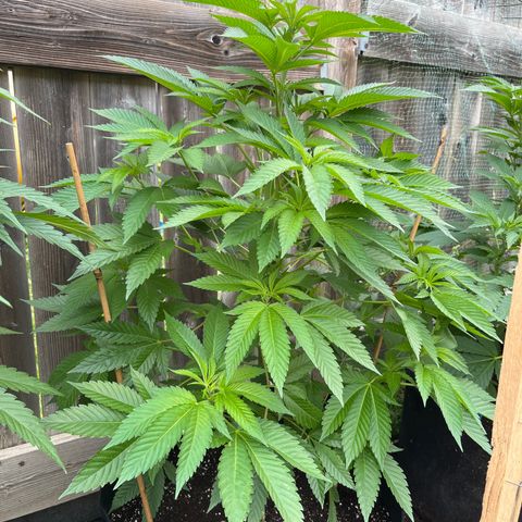 Potsy Cline growlog timeline photo