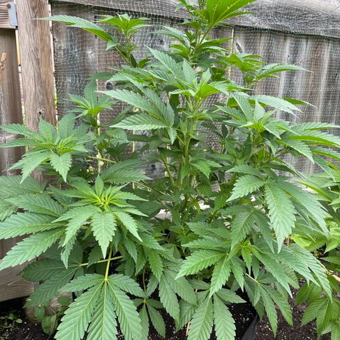 Pot Benetar growlog timeline photo