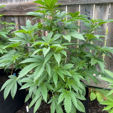 Pot Benetar growlog timeline photo