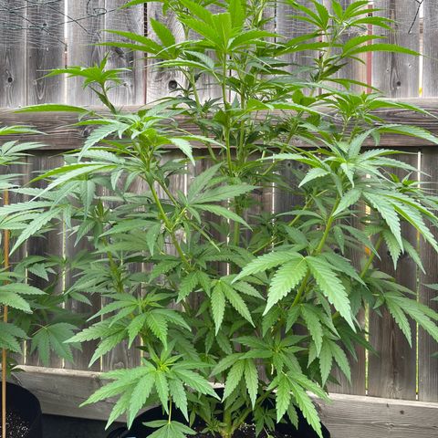 Reefer Sutherland growlog timeline photo