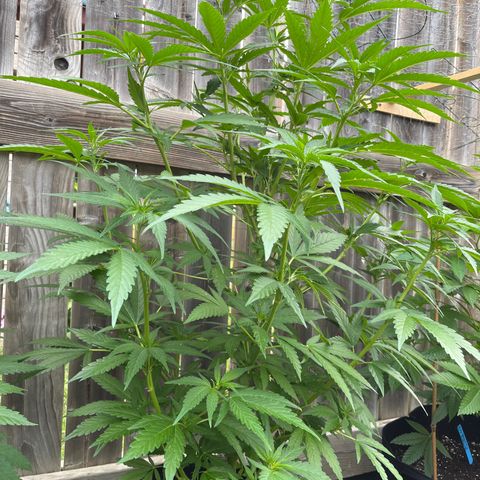Reefer Sutherland growlog timeline photo