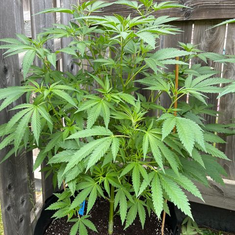 Blunter S Thompson growlog timeline photo