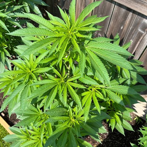Potsy Cline growlog timeline photo