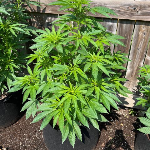 Potsy Cline growlog timeline photo