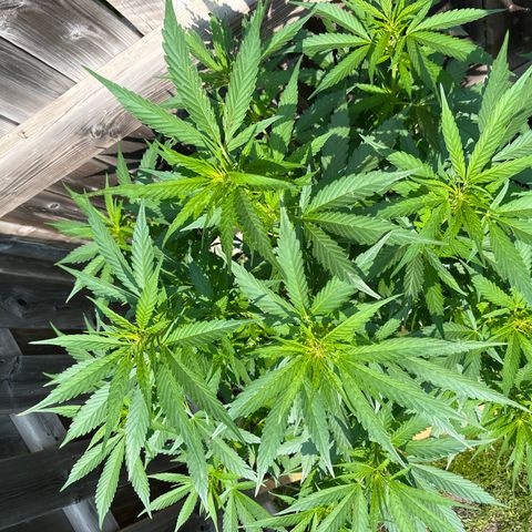 Reefer Sutherland growlog timeline photo