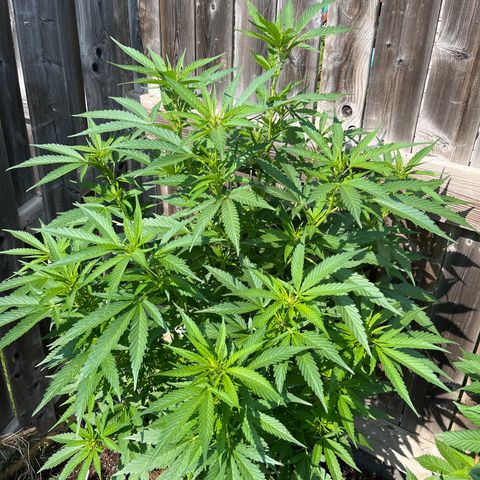 Reefer Sutherland growlog timeline photo