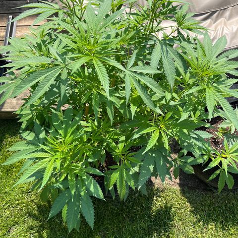 Blunter S Thompson growlog timeline photo