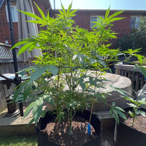 Blunter S Thompson growlog timeline photo