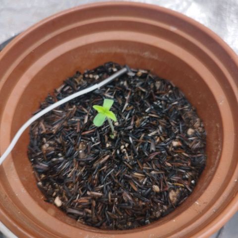AK-47 Black growlog timeline photo
