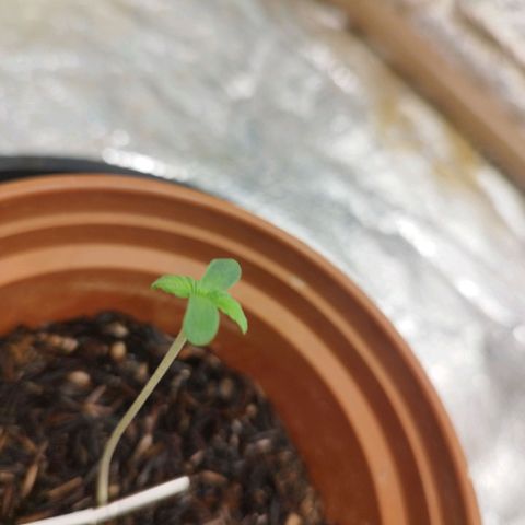 AK-47 Black growlog timeline photo