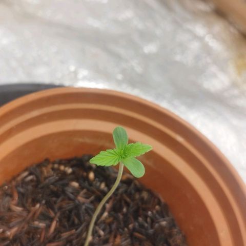 AK-47 Black growlog timeline photo