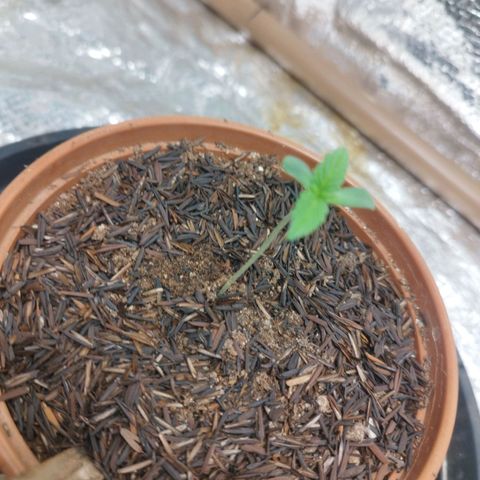 AK-47 Black growlog timeline photo