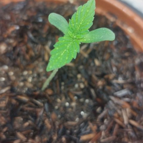 AK-47 Black growlog timeline photo