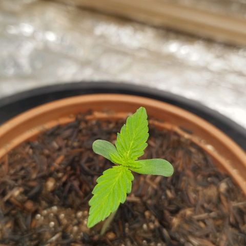 AK-47 Black growlog timeline photo