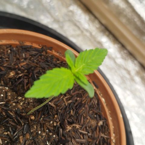 AK-47 Black growlog timeline photo