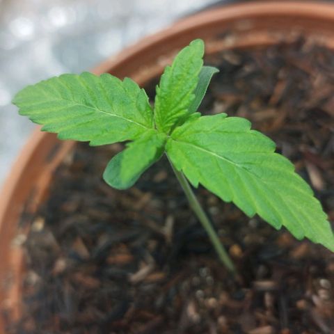 AK-47 Black growlog timeline photo