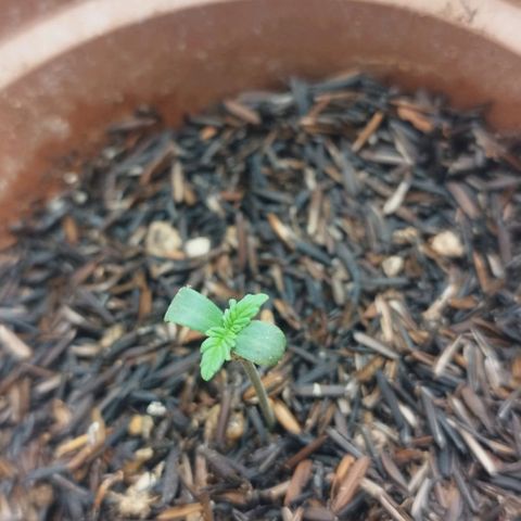 Honey Cream growlog timeline photo