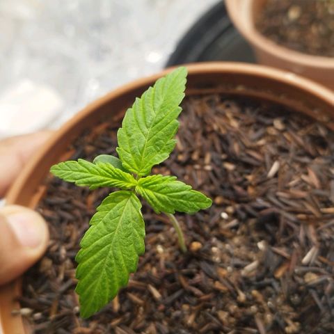AK-47 Black growlog timeline photo