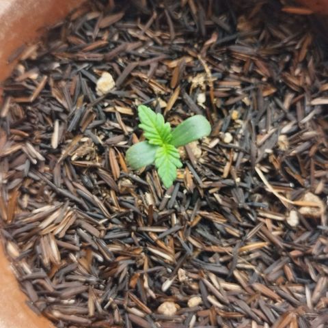 Honey Cream growlog timeline photo