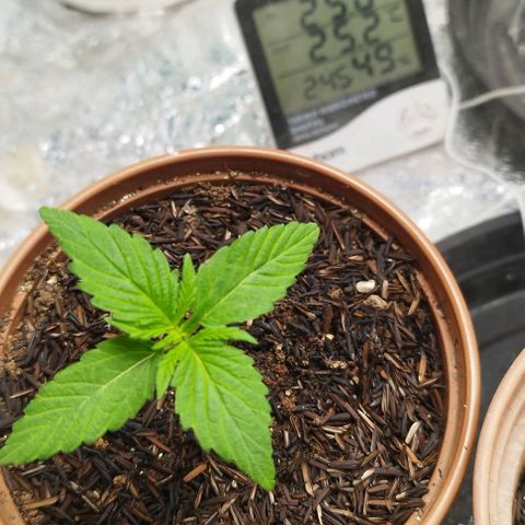 AK-47 Black growlog timeline photo