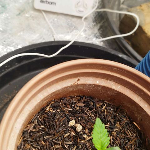 Honey Cream growlog timeline photo