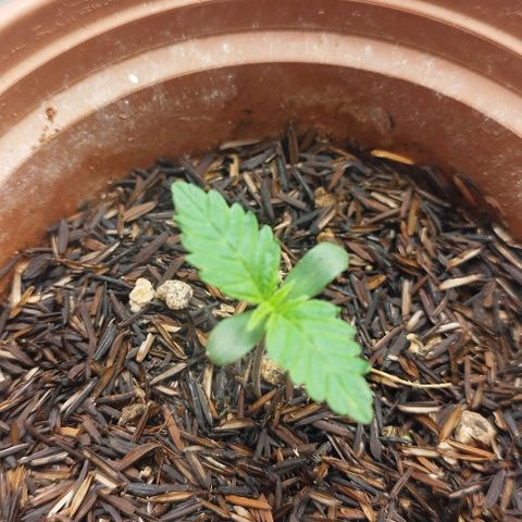 Honey Cream growlog timeline photo