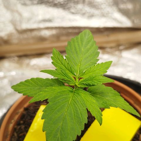 AK-47 Black growlog timeline photo