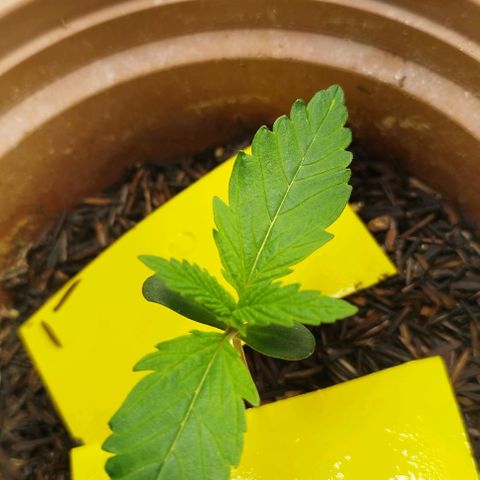 Honey Cream growlog timeline photo