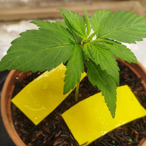 AK-47 Black growlog timeline photo