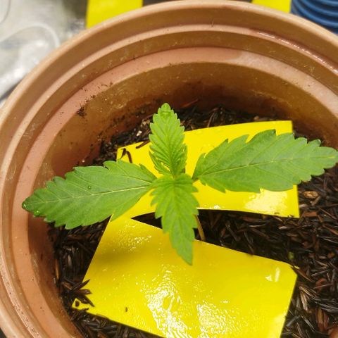 Honey Cream growlog timeline photo
