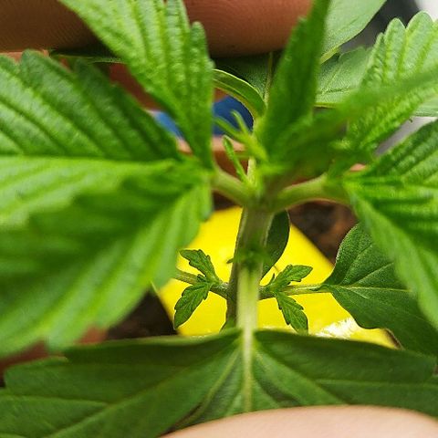 AK-47 Black growlog timeline photo