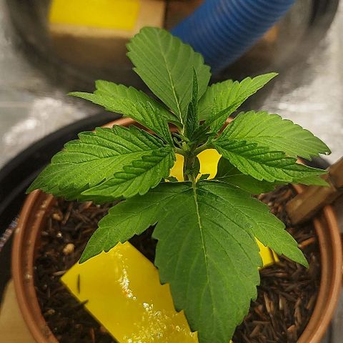 AK-47 Black growlog timeline photo