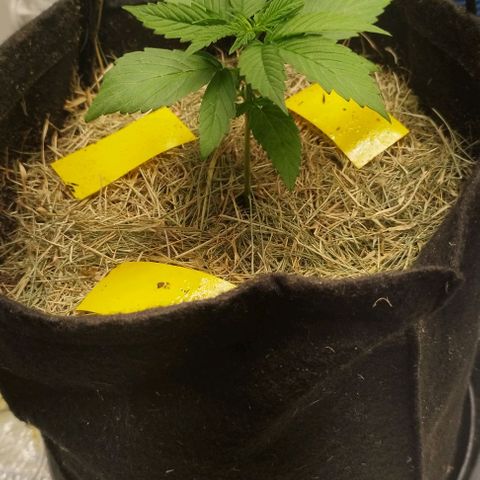 AK-47 Black growlog timeline photo