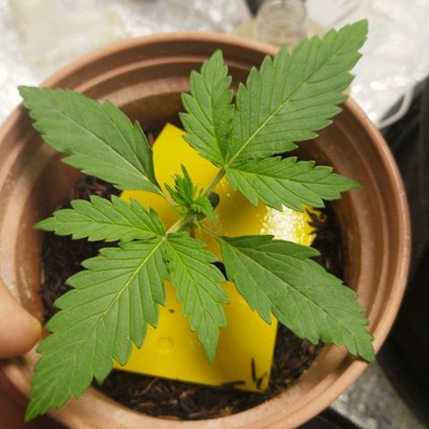 Honey Cream growlog timeline photo